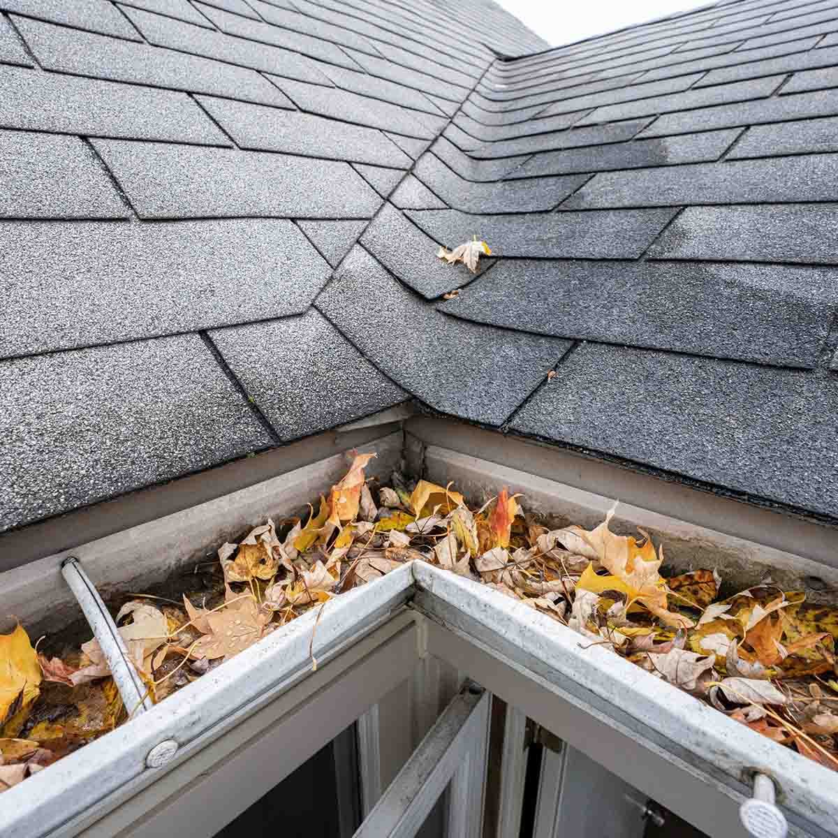 Residential Gutter Cleaning Services from NC Paint and PowerWash